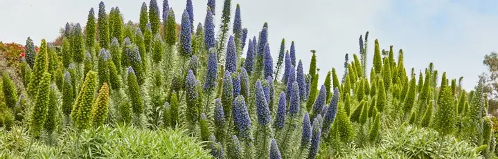 Benefits of Drought Tolerant Plants